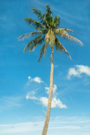 vibrant close-up of beach palm tree under bright sun. concept of sunny beach relaxation, with touch of minimalistic color. It embodies essence of a postcard-perfect vacation and beachside leisureの写真素材