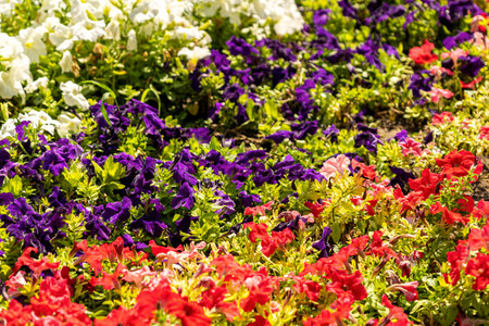 flowerbed with bright multicolored petunias in the bright sun close up. flowers in the flowerbed. city decoration, green city, landscaping with flowering plants, lawn of petuniasの写真素材