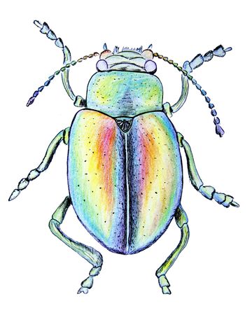 illustration with colored pencils by hand, colored chafer beetle on a white backgroundの写真素材