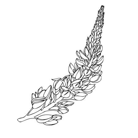 vector black and white botanical element, wildflowers - lupins, coloring bookのイラスト素材