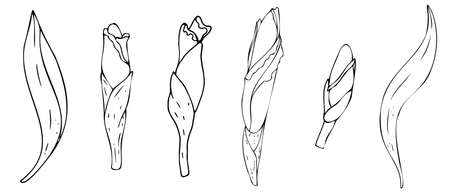 vector black and white botanical element, wildflowers and garden flowers - irises, coloring bookのイラスト素材