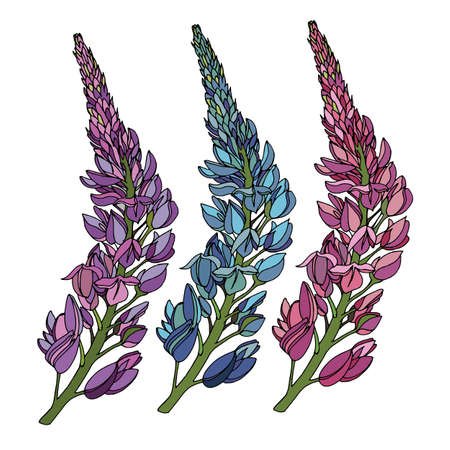 set of colored botanical element, contour, freehand drawing, branch of field lupins and individual flowers purple, pink, blueのイラスト素材