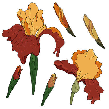 vector set of colored botanical element, contour, freehand drawing, delicate blooming and buds irises orange, redのイラスト素材