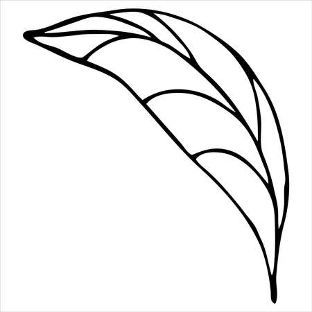 cute feather boho style, coloring book, vector element, drawing for children by handのイラスト素材