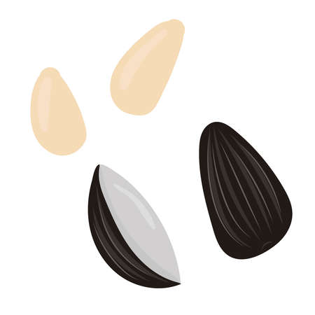 rodent food - sunflower seeds, vector element in flat styleのイラスト素材
