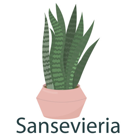 sansevieria flower in a pot vector illustration, vector element in flat style.のイラスト素材