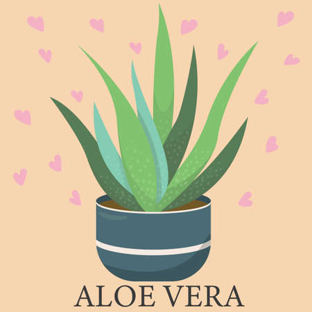 aloe vera in a pot vector illustration in flat styleのイラスト素材