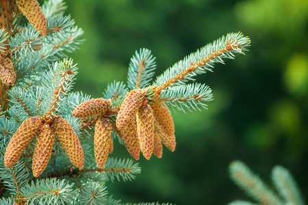 Spruce. Pine tree or Fir Tree with Cones Closeup.の写真素材