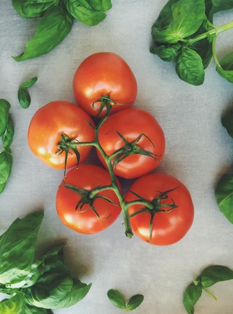 Fresh organic tomatoes branch and basil leavesの写真素材