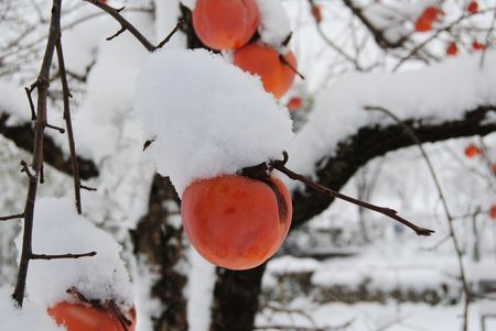 snow day in the Italian countryside with tree and flowers covered with white,christmasの写真素材