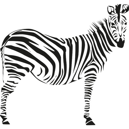 drawing of a zebra on the African savannahのイラスト素材
