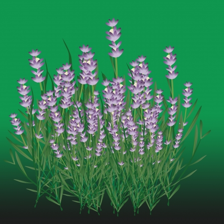 lavenderの写真素材