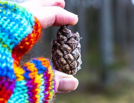 female hand in colorful glove holds a pine cone