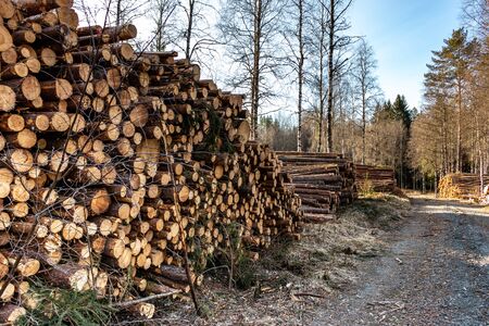 felled trees are ready for transport in a forest in Sweden