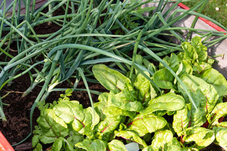various vegetables and herbs in a bed in a gardenの写真素材
