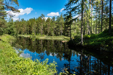 Sweden / Untouched nature along a small river in central Sweden in summer