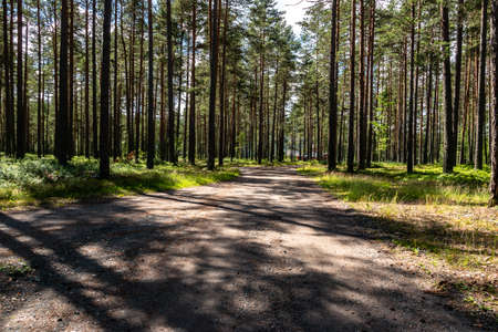 View of a partially deforested forest in Swedenの写真素材