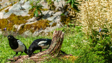 Magpies (pica pica), raven birds sit on a rotten trunk and look for food with their beaksの写真素材