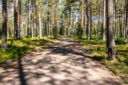 View of a sunny, light forest with a narrow forest path on a summer dayの写真素材