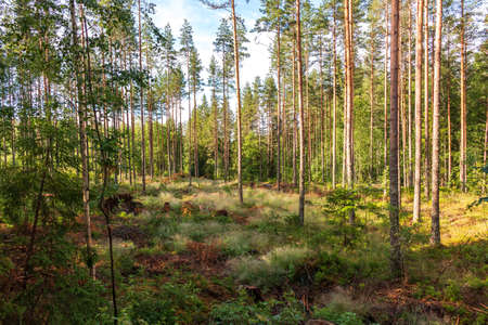 View of a partially deforested forest in Swedenの写真素材