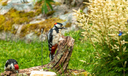Great Spotted Woodpecker (Dendrocopos major) sits on a rotten branch and searches for foodの写真素材