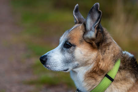 Portrait of an Alaskan Husky mixed breedの写真素材