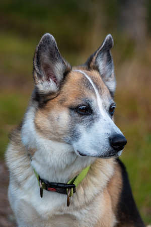 Portrait of an Alaskan Husky mixed breedの写真素材