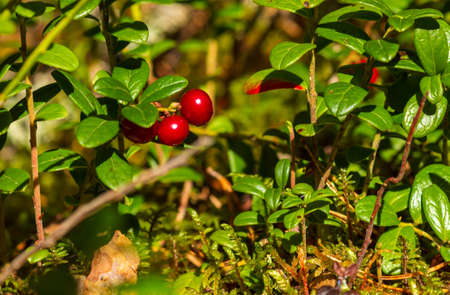 Cranberries, rose hips, autumn fruits waiting for harvestの写真素材
