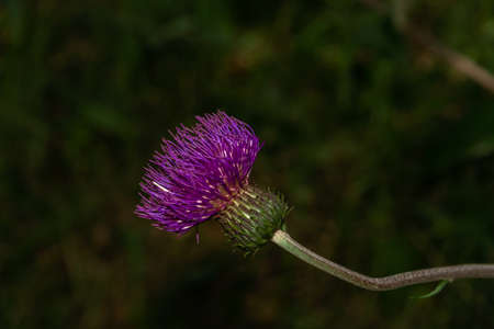 Close-up of pretty magenta colored wild thistle, Cirsium vulgareの写真素材
