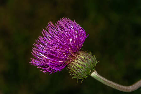 Close-up of pretty magenta colored wild thistle, Cirsium vulgareの写真素材