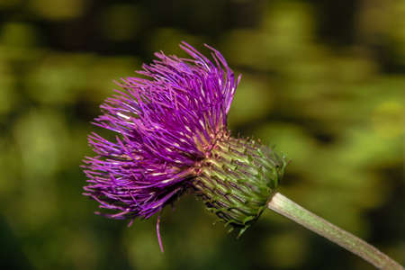 Close-up of pretty magenta colored wild thistle, Cirsium vulgareの写真素材