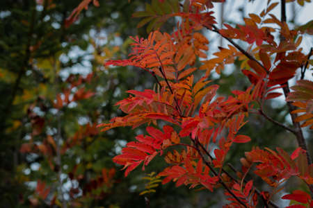 Autumn leaves colored in beautiful colors like in Indian Summerの写真素材
