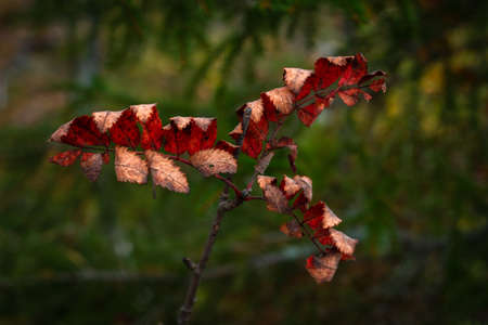 Autumn leaves colored in beautiful colors like in Indian Summerの写真素材