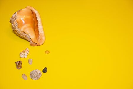 Shell pattern bright yellow background. Ð¡oncept summer vacation and travel.