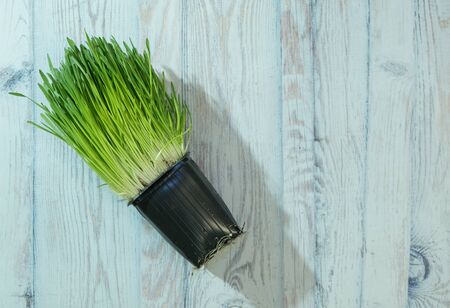 Green grass in a pot on a blue wooden background, decorative home decoration, copy spaceの写真素材