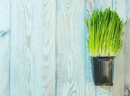 Green grass in a pot on a blue wooden background, decorative home decoration, copy spaceの写真素材