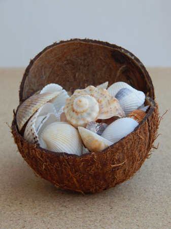 Background from the Black Sea seashells collected from the Black Sea with coconut.
