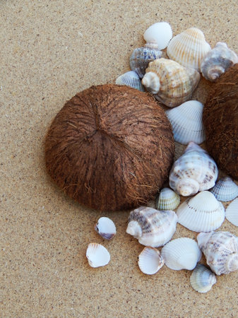 Background from the Black Sea seashells collected from the Black Sea with coconut.