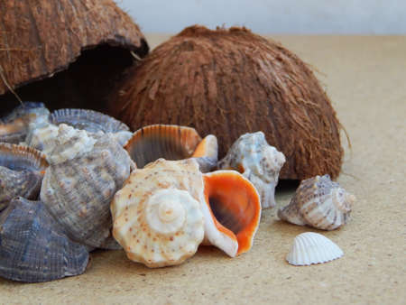Background from the Black Sea seashells collected from the Black Sea with coconut.