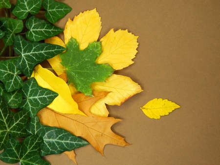 Autumn background with leaves and ivy on a brown background. Composition from autumn leaves.の写真素材