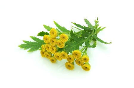 branch of tansy on white backgroundの写真素材
