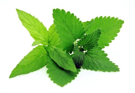 Branch of a melissa and mint on a white background