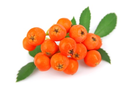 Mountain ash on a white backgroundの写真素材