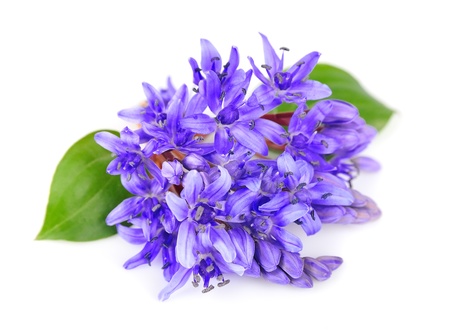 Violets flowers close up  Spring flowersの写真素材