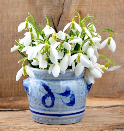 Spring snowdrop flowers on wooden background Forest flowers  Spring flowersの写真素材