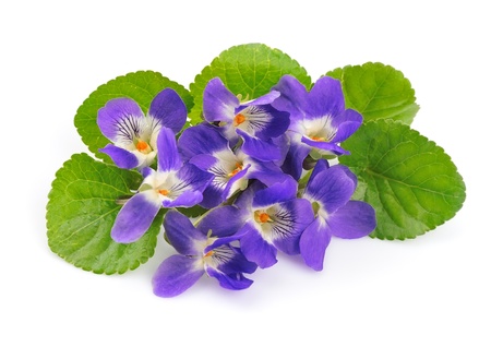 violets flowers close up の写真素材