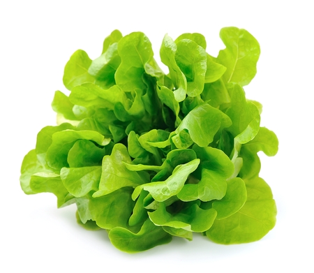 Salad isolated on white background .Salad leafsの写真素材