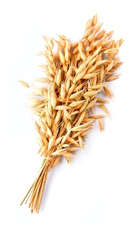 Oat plant  isolated on white close up .の写真素材