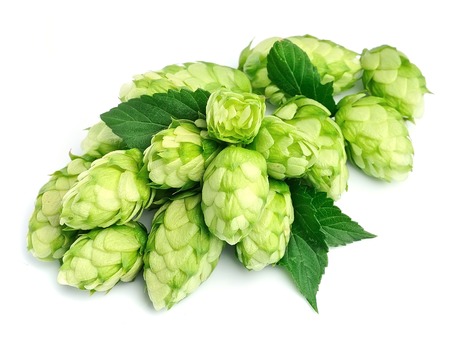Blossoming hop with leaves on a white background.の写真素材