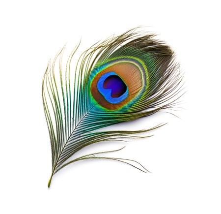 Single peacock feather closeup on white backgrounds. Generative artificial intelligenceの素材